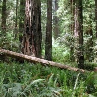 Timber!